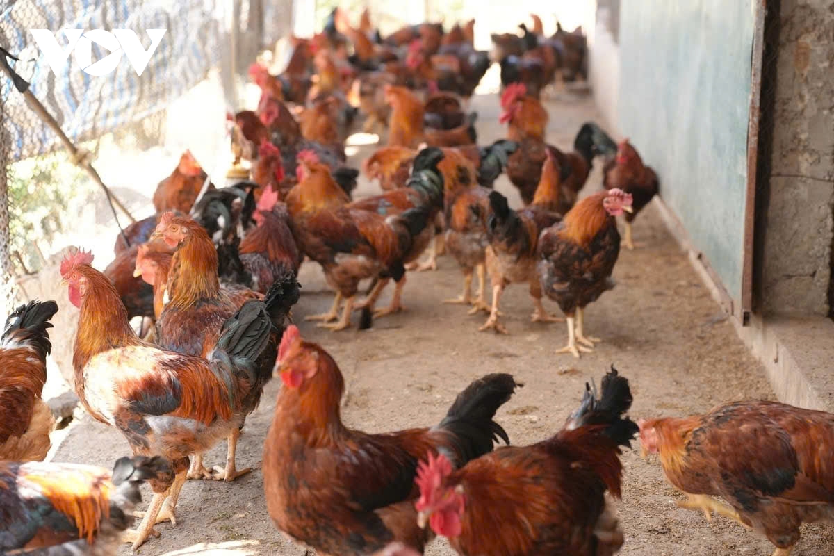 Vì sao gà trống thiến giá cao vẫn bán hết veo?